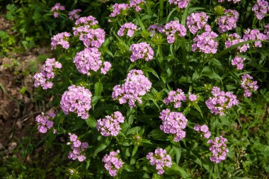 Bahçedeki çalılıklarda mor çiçekler