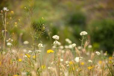 Beyaz ve yeşil çiçekli.