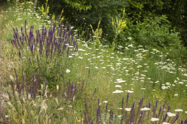 Mor çiçeklerle bembeyaz