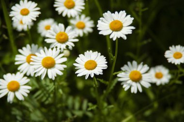 Arka planda yaz bahar tarlasında papatyalar