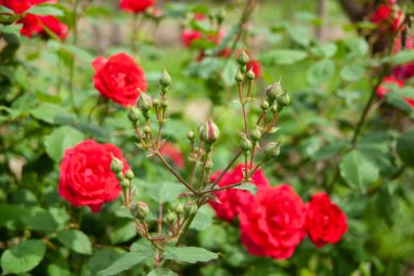 Yeşil bahçedeki çalılıklarda pembe güller