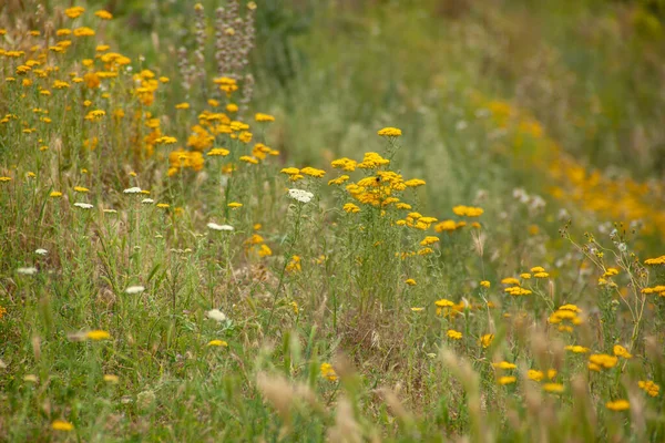 緑の野の黄色い野の花 — ストック写真