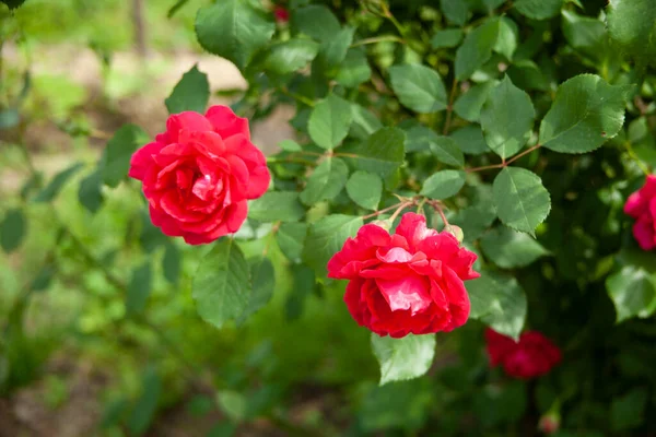 Roses Roses Dans Brousse Dans Jardin Vert — Photo