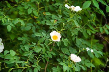 Yeşil bahçede beyaz çiçekler