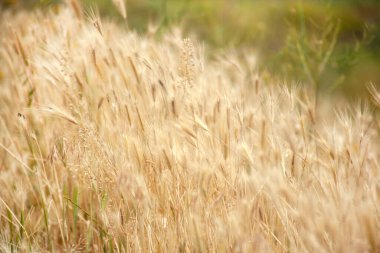 Çevredeki sarı ve yeşil otlar