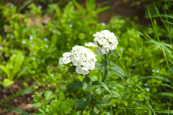 Flores Brancas Jardim Verde — Fotografia de Stock