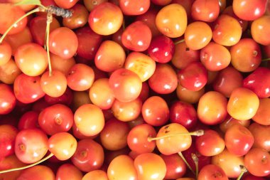 Olgun vişne tohumu ve sap..