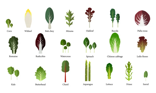 Set of salad bowl. Leafy vegetables green salad. Vector — Stock Illustration Set of salad bowl. Leafy vegetables green salad. Vector Stock Illustration