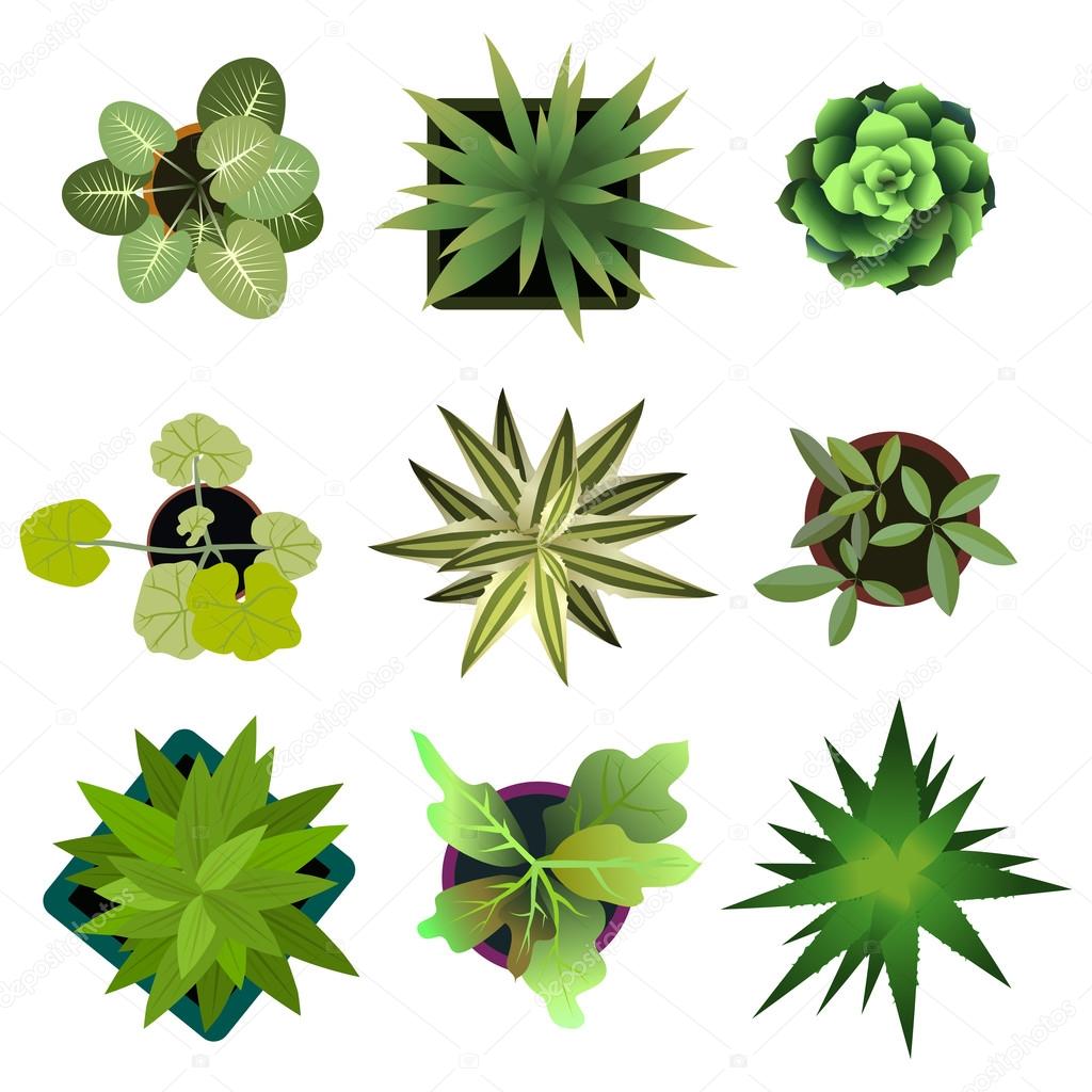 Top view. plants Easy copy paste in your landscape design projects ... for Plant Top View Vector
45ifm Top view. plants Easy copy paste in your landscape design projects ... for Plant Top View Vector
45ifm