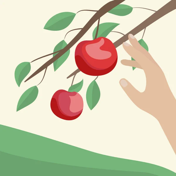 Las manos están recogiendo manzanas en el jardín. Ilustración vectorial — Vector de stock