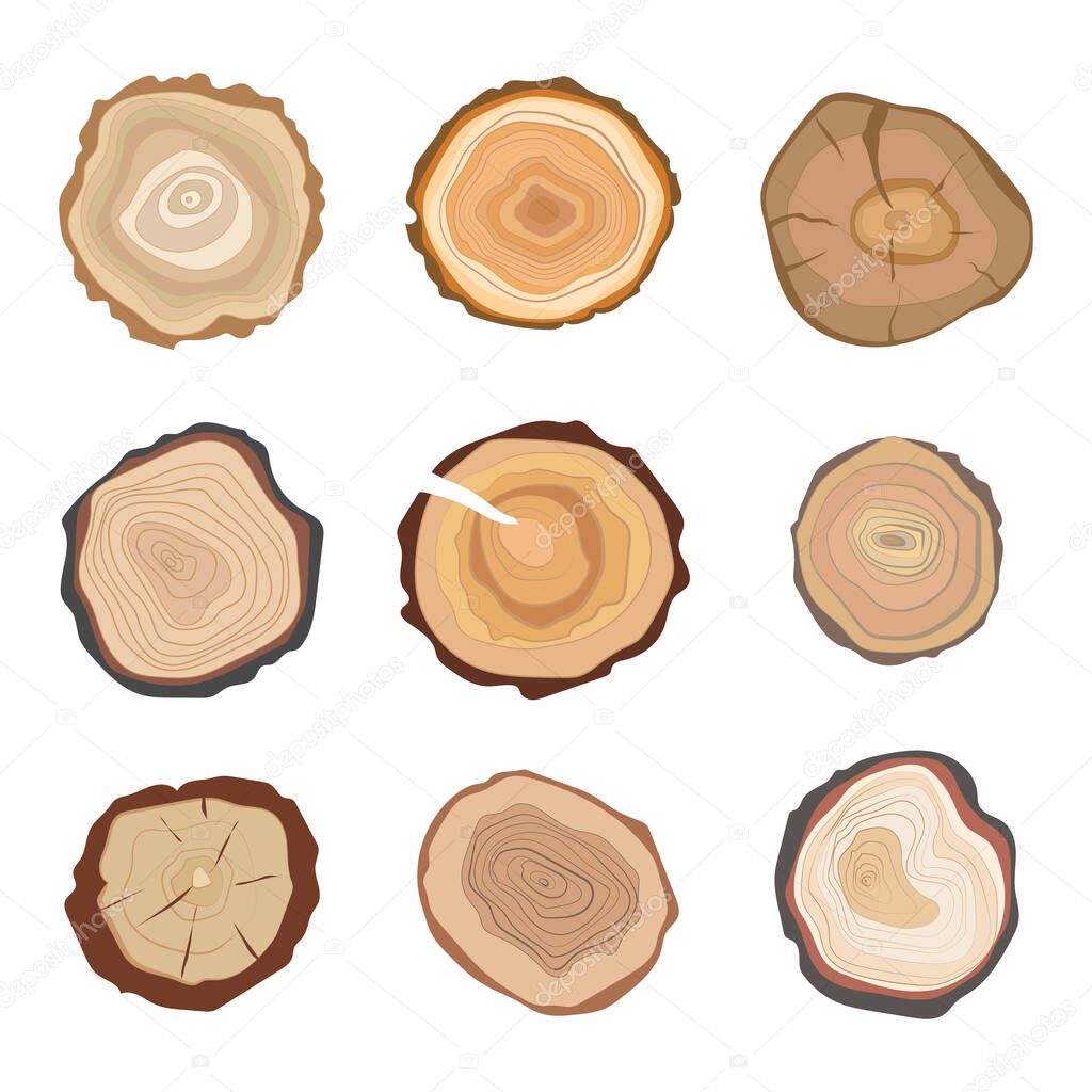 Cross section of tree stump rings set isolated on white background. Vector illustration