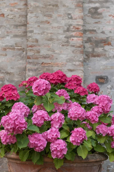 Buquê de flores coloridas em um jardim Itália — Fotografia de Stock