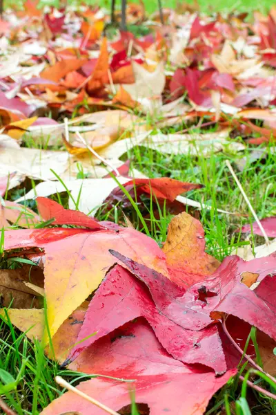 Feuilles tombées d'un érable avec quelques gouttes d'eau — Photo