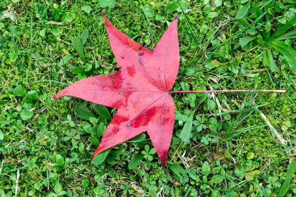 Feuille rouge tombée d'un érable avec quelques gouttes d'eau — Photo