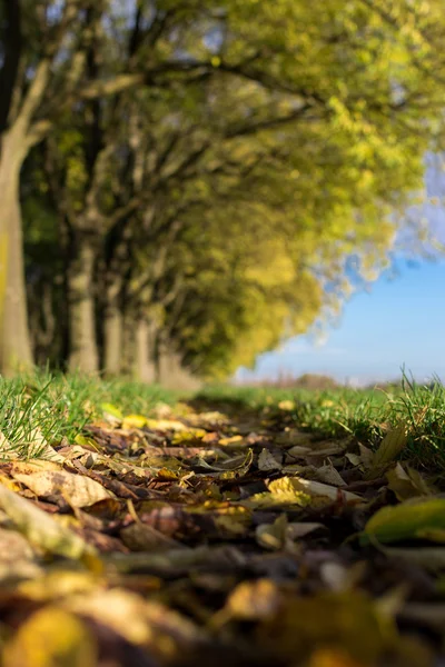 De muren van Ferrara in de herfst met gevallen bladeren op de gro — Stockfoto