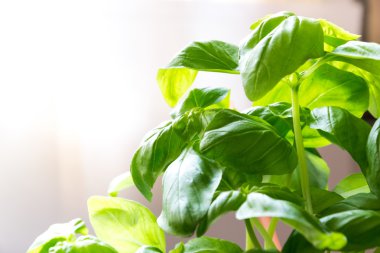 Taze yeşil fesleğen yaprakları