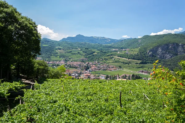 Italian north landscape with vineyards near the Garda Lake — Stock Photo, Image