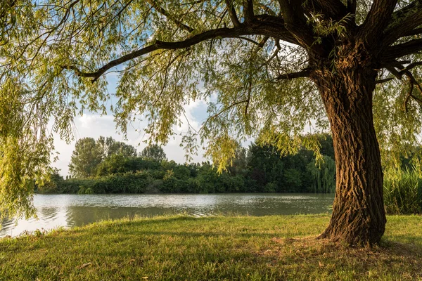 Parc public dans la ville de Ferrare avec un lac pendant une journée ensoleillée — Photo