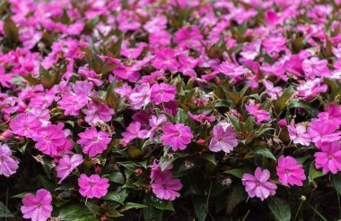 Ferrara şehir merkezindeki küçük bir bahçe mor çiçekler