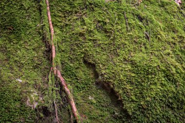 Yeşil yosun kaplı kaya