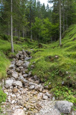 İtalyan dolomites bir orman içinde nehir