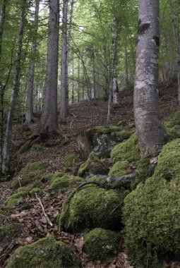 İtalyan dolomites içinde bir orman