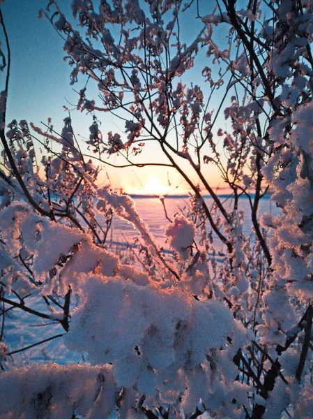 Śnieg Gałęziach Pod Słońcem — Zdjęcie stockowe