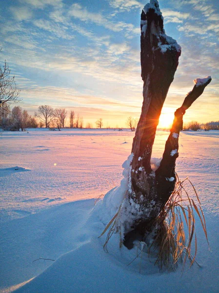 Замороженный Кусок Дерева Снегу — стоковое фото