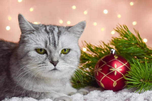 Vánoční Přání Kočkou Pozadí Světel Leží Pruhovaná Britská Kočka Domácí — Stock fotografie