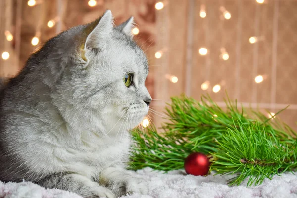 Χριστουγεννιάτικη Κάρτα Γάτα Μια Ριγέ Βρετανική Γάτα Βρίσκεται Στο Φόντο — Φωτογραφία Αρχείου
