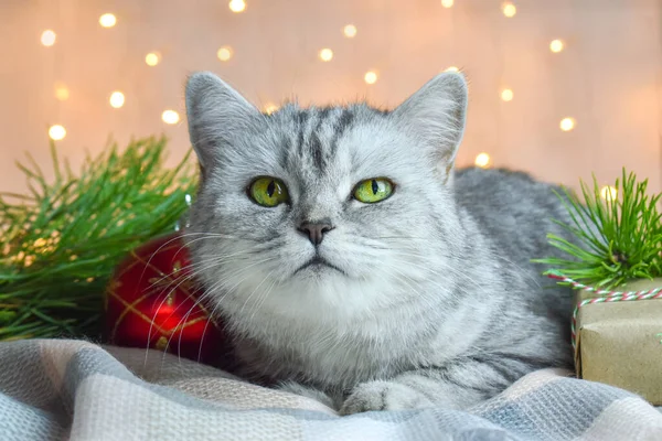 Vánoční Přání Kočkou Pozadí Světel Leží Pruhovaná Britská Kočka Domácí — Stock fotografie
