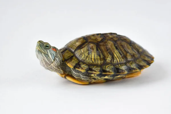 Одна Красноухая Черепаха Смотрит Рамку Белом Фоне Всемирный День Черепахи — стоковое фото