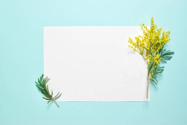 İçinde mimoza dalları olan boş bir sayfa fotokopi alanı. Marka minimalizmi. 8 Mart için kartpostal, Anneler Günü, doğum günü, Paskalya.