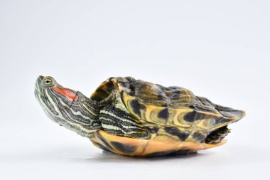 Beyaz arka planda bir kaplumbağanın yakın çekimi. Dünya Kaplumbağa Günü.