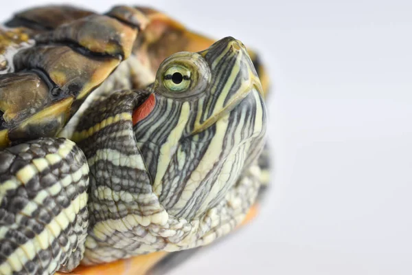 Крупный План Глаз Черепахи Белом Фоне Всемирный День Черепахи — стоковое фото