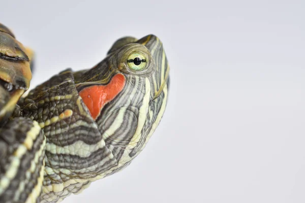 Primer Plano Los Ojos Tortuga Sobre Fondo Blanco Día Mundial —  Fotos de Stock