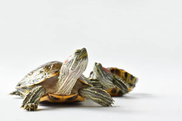 Dos tortugas de orejas rojas sobre un fondo blanco. —  Fotos de Stock