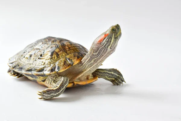 Rotohrschildkröte auf weißem Hintergrund. Kopierraum — Stockfoto