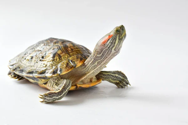 Tortuga de orejas rojas sobre un fondo blanco. Copiar espacio —  Fotos de Stock