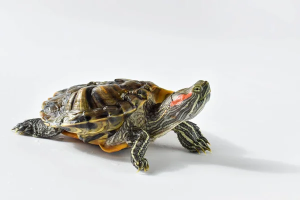 Una tortuga de orejas rojas se arrastra sobre un fondo blanco. Copiar espacio —  Fotos de Stock