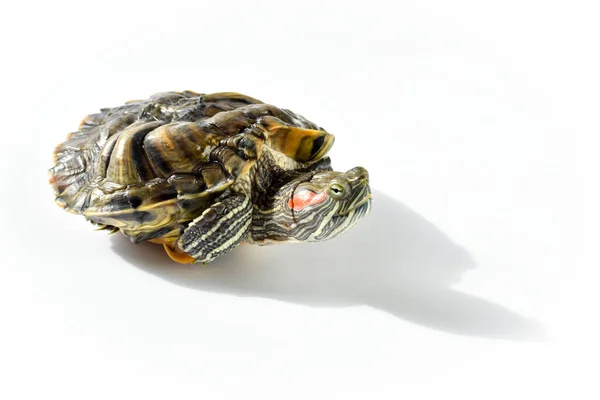 Tortuga de orejas rojas sobre un fondo blanco. Copiar espacio —  Fotos de Stock