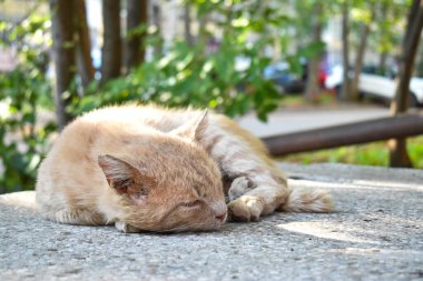 Evsiz kırmızı bir kedi sokakta uyuyor..