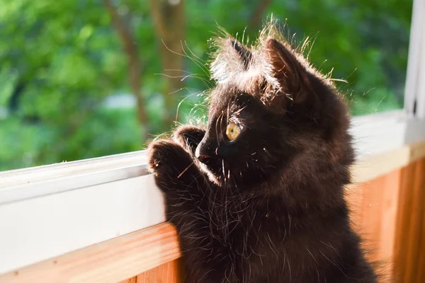 Un pequeño gato negro está caminando en el balcón. — Foto de Stock