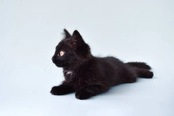 Un gatito negro yace sobre un fondo azul. — Foto de Stock