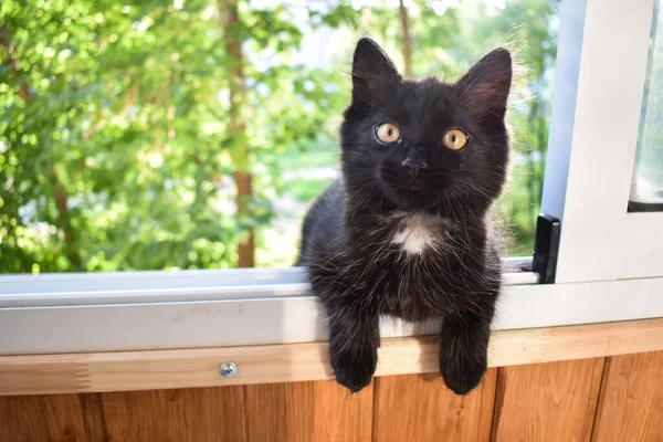 Un pequeño gato negro y esponjoso está caminando sobre el alféizar de la ventana en el balcón. Un gatito sale por una ventana abierta. — Foto de Stock