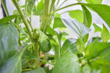 Bahçedeki bir serada ağaçta yeşil biber.