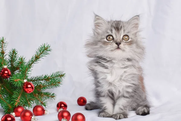 Roztomilé Koťátko Sedí Vedle Větve Vánočního Stromečku Hračkami Červeného Skla — Stock fotografie