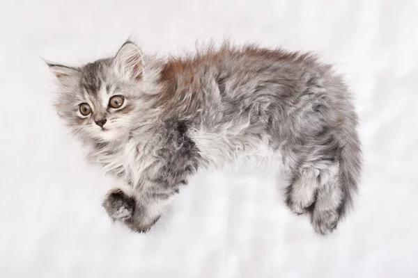 Lindo Gatito Gris Duerme Sobre Fondo Blanco Vista Superior — Foto de Stock