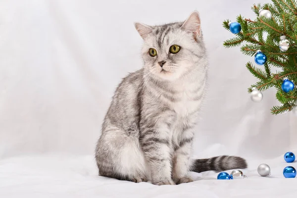 Roztomilá Skotská Kočka Sedí Vedle Vánoční Větve Pohlednice Nový Rok — Stock fotografie