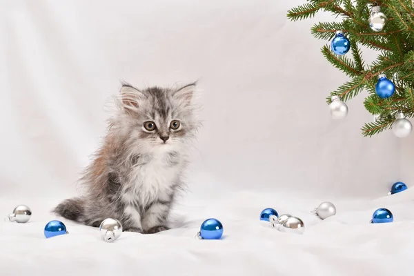 Pequeno Gato Escocês Bonito Está Sentado Lado Ramo Natal Postal — Fotografia de Stock